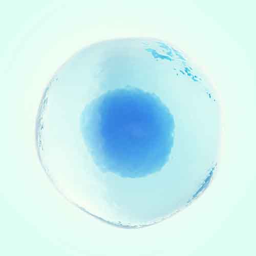 卵母细胞