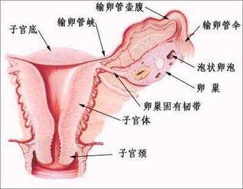 试管婴儿