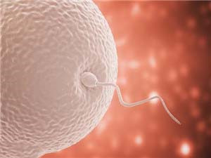 胚胎的发育