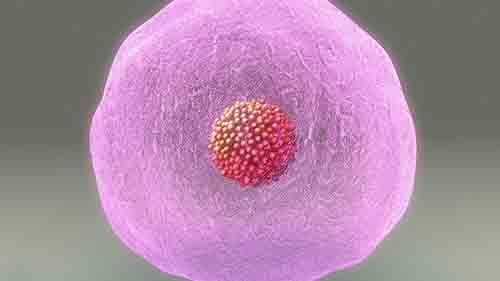 多个卵泡同时发育会影响到试管婴儿