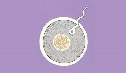 鲜胚胎