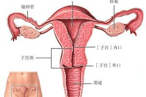 多囊可以治好吗，以后还能怀孕吗