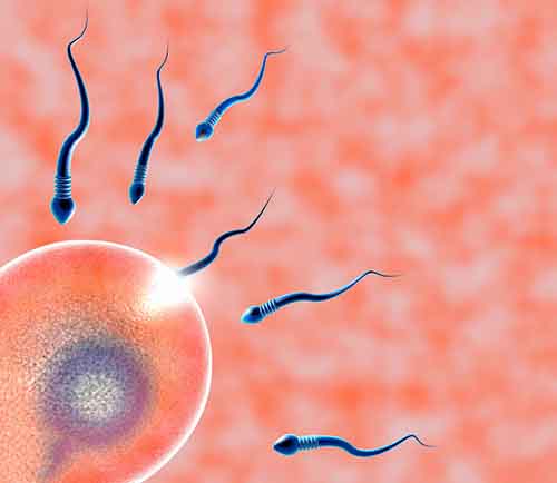 精子和卵子为何会互相排斥？