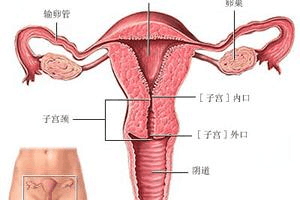 造成卵巢囊肿的原因有哪些?