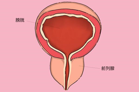 前列腺